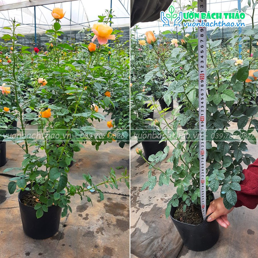 Cây Hoa Hồng Ngoại Tezza Cam Cá Hồi 3