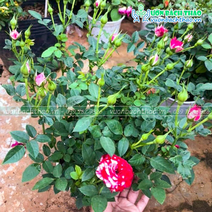 Cây Hoa Hồng Siêu Nụ Đà Lạt 3