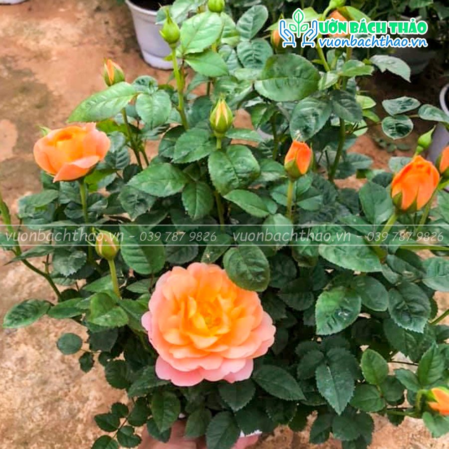 Cây Hoa Hồng Siêu Nụ Đà Lạt 2