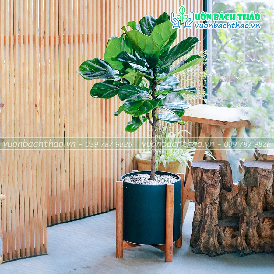 Cây Bàng Singapore Để Sàn 2