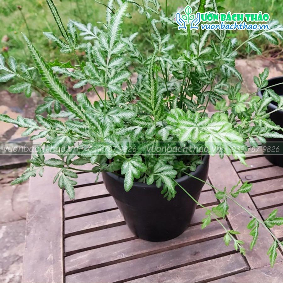 Chậu Sứ Trồng Cây Để Bàn Mini 07 3