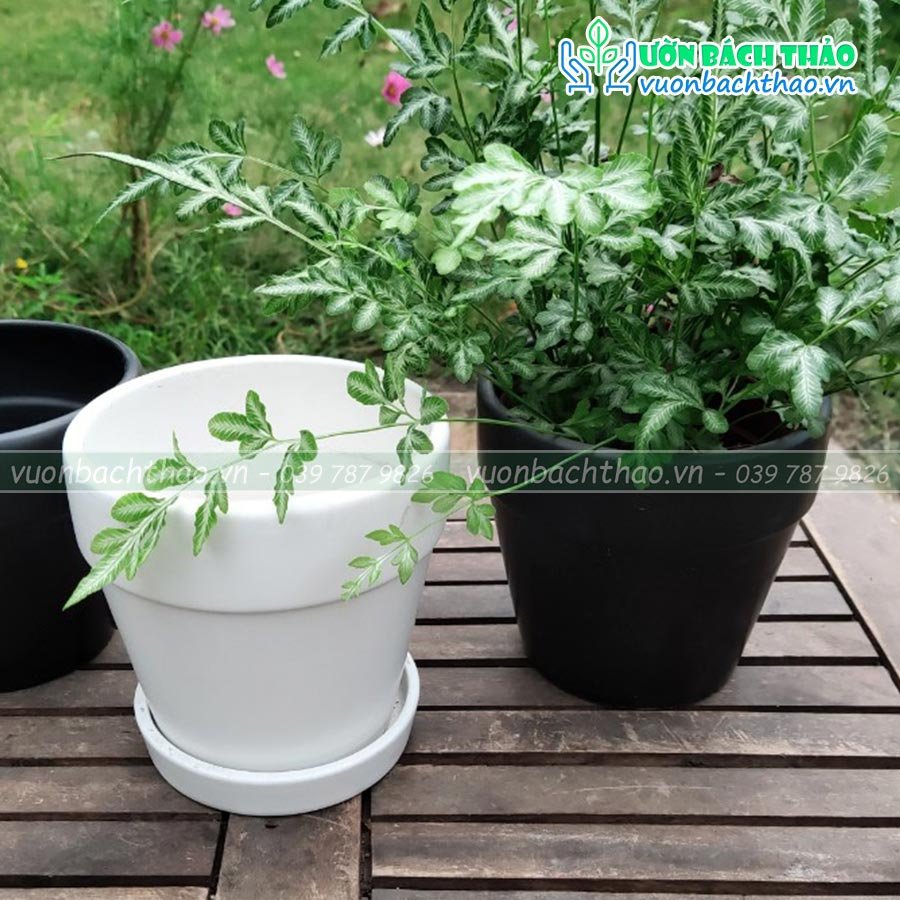 Chậu Sứ Trồng Cây Để Bàn Mini 07 2