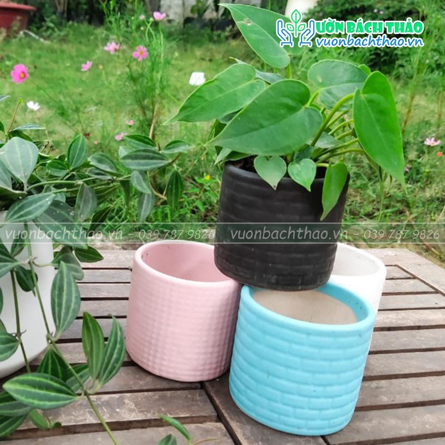 Chậu Sứ Để Bàn Trồng Cây Mini 02 2
