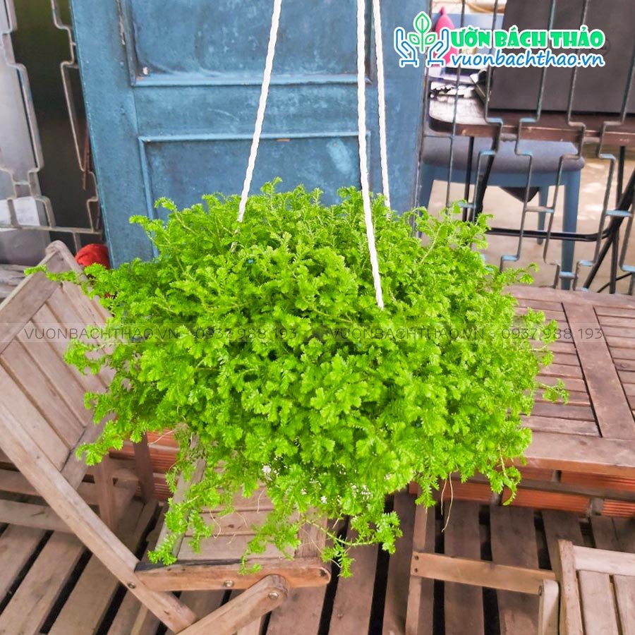 Cây Tùng Rêu San Hô Chậu Treo