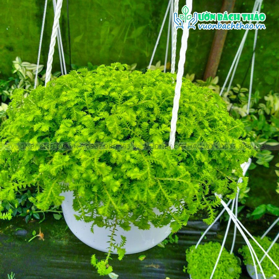 Cây Tùng Rêu San Hô Chậu Treo 2