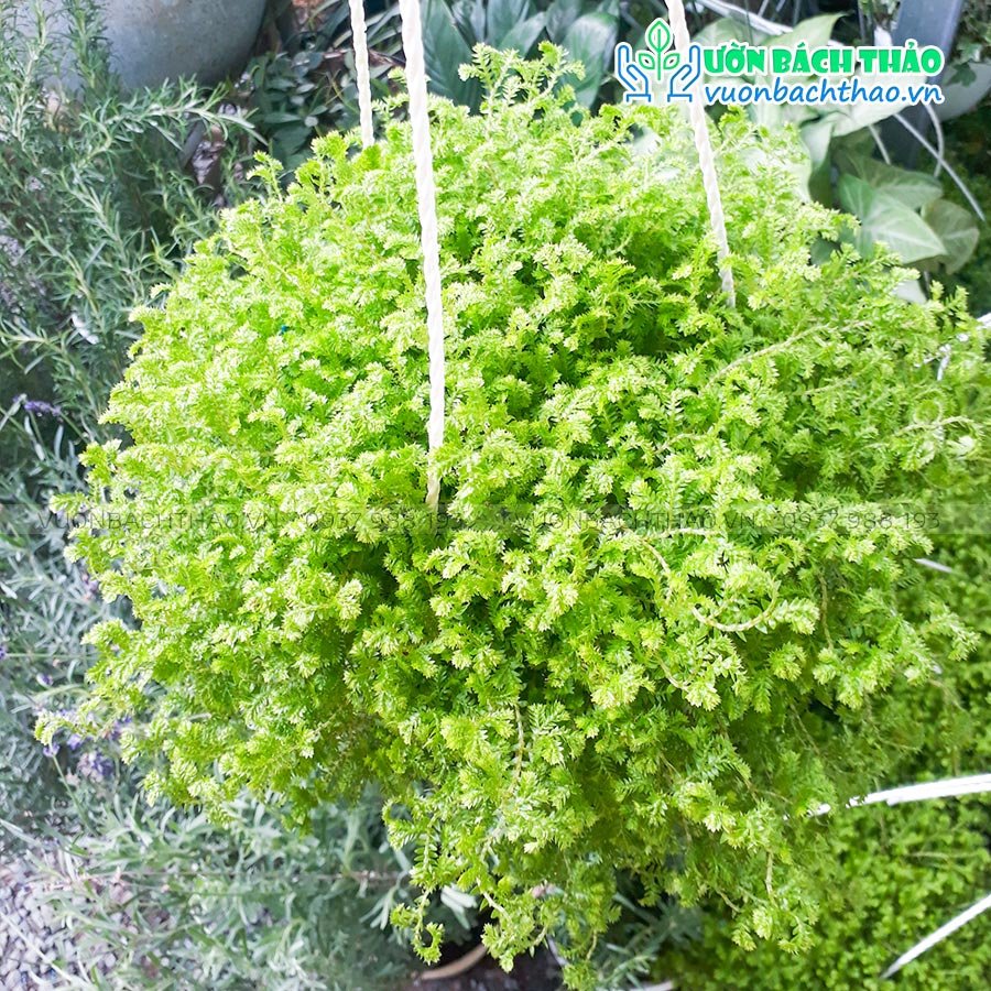 Cây Tùng Rêu San Hô Chậu Treo 3