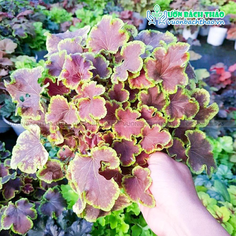 Cây Chuông San Hô (Cây Heuchera) 2