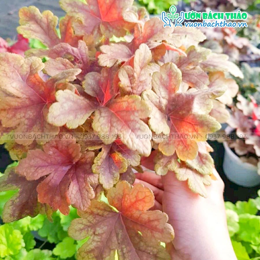 Cây Chuông San Hô (Cây Heuchera) 3
