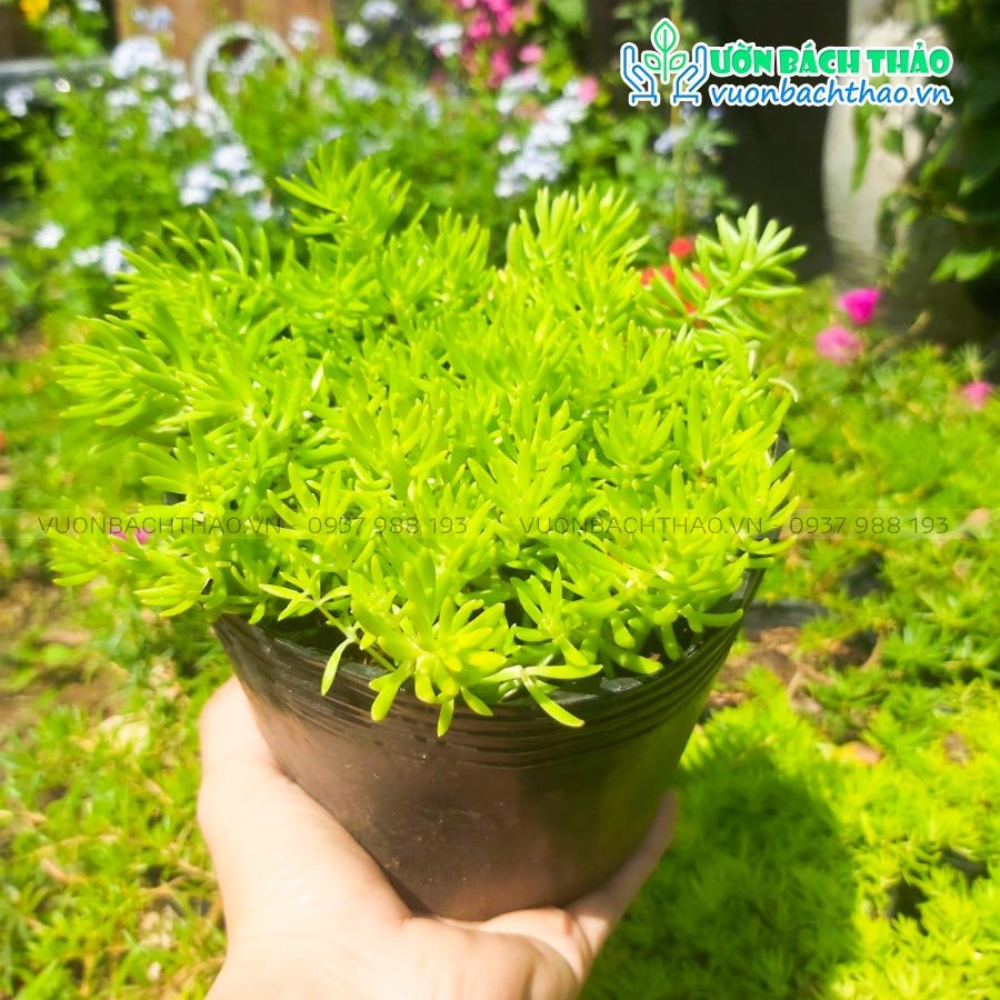 Cây Mười Giờ Úc