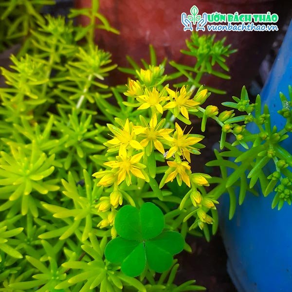 Cây Mười Giờ Úc 2