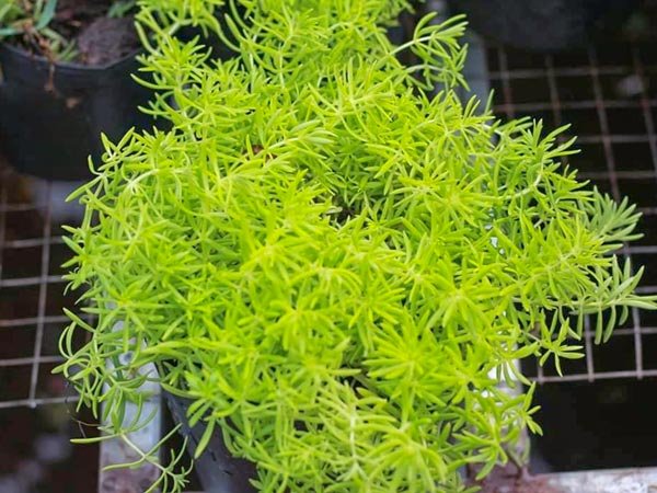 Cây Mười Giờ Úc 3