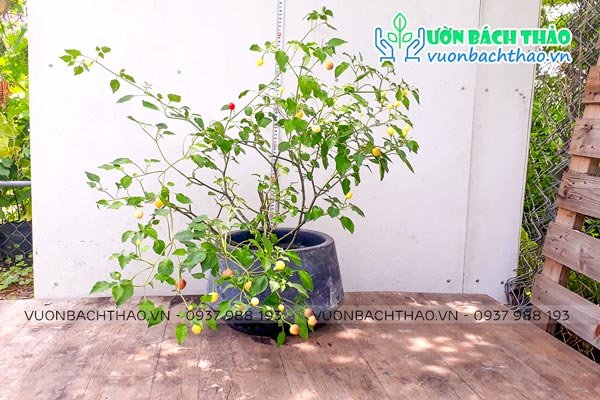 Cây Ớt Cảnh 2