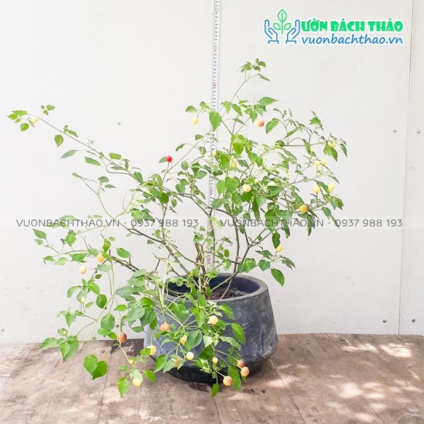 Cây Ớt Cảnh