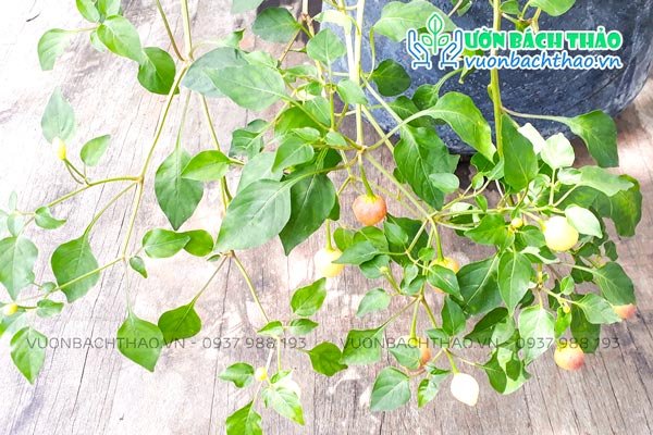Cây Ớt Cảnh 3