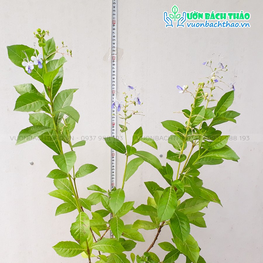 Cây Thanh Điệp (Cây Cánh Tiên) 2