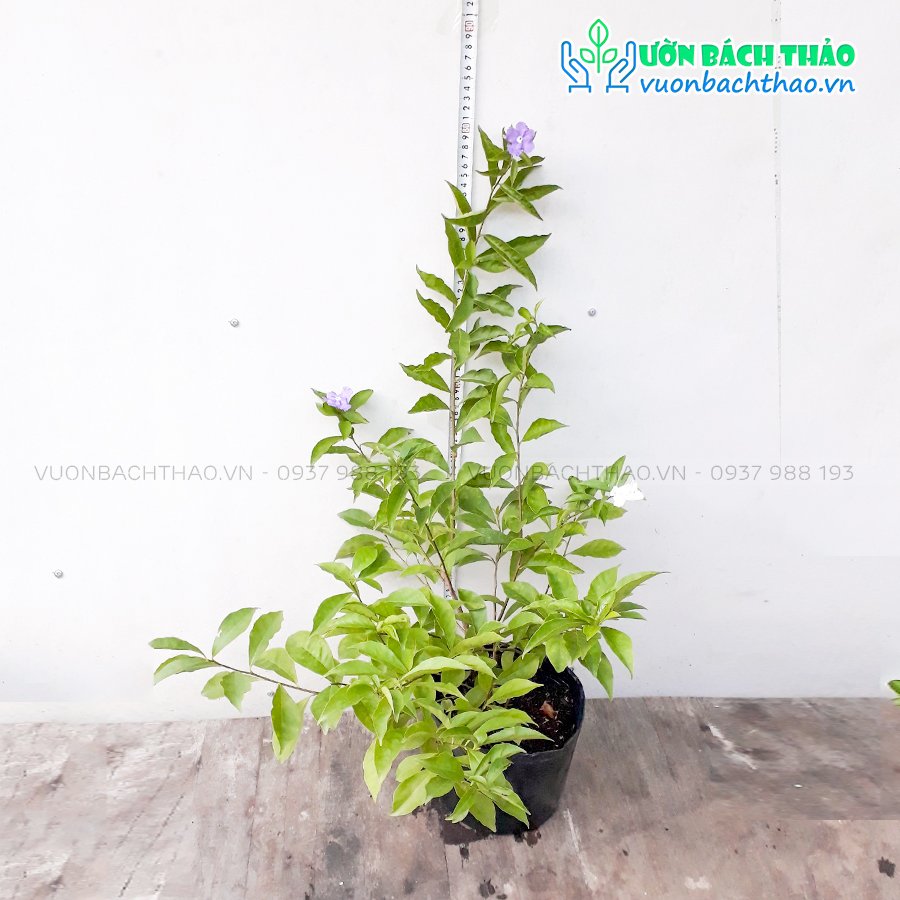 Cây Lài Nhật Trồng Sân Vườn