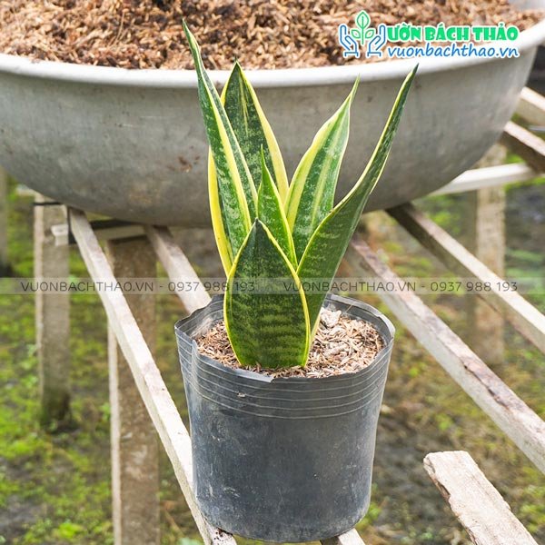 Cây Lưỡi Hổ Thái 2