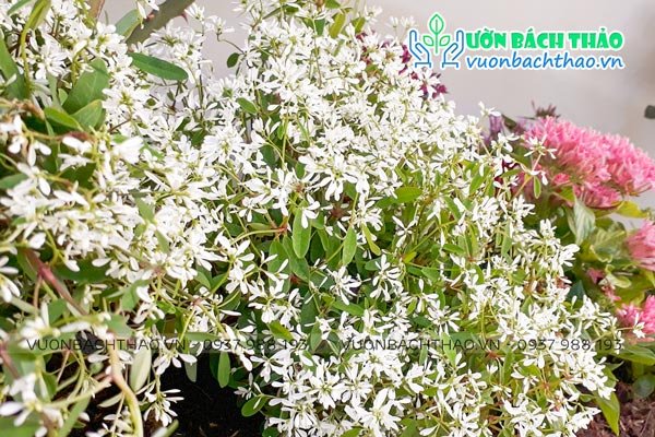 Cây Hoa Hương Tuyết Cầu 2
