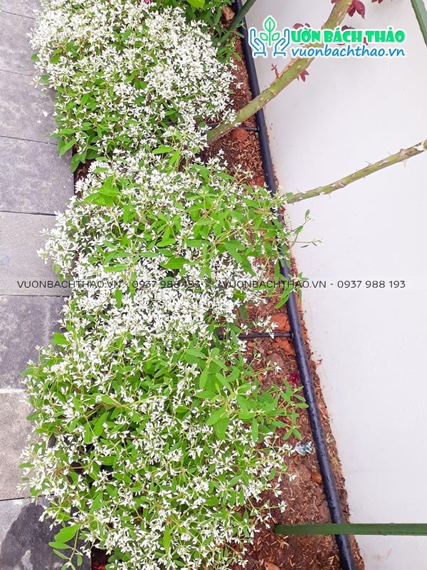 Cây Hoa Hương Tuyết Cầu 3