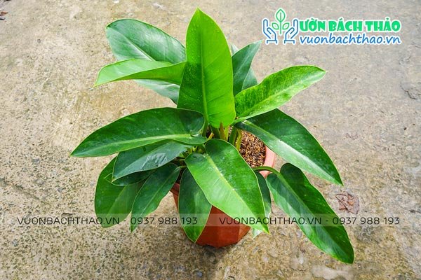 Cây Đại Đế Xanh (Trầu Bà Đế Vương Xanh) 2