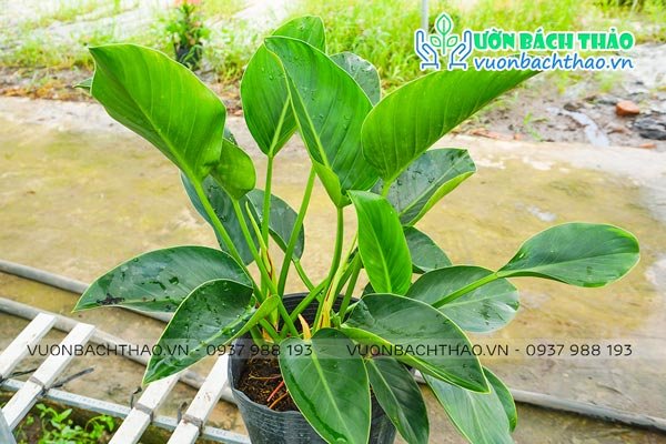Cây Đại Đế Xanh (Trầu Bà Đế Vương Xanh) 3