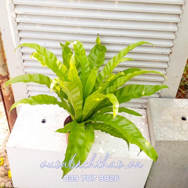 Cây Ráng Ổ Phụng 2