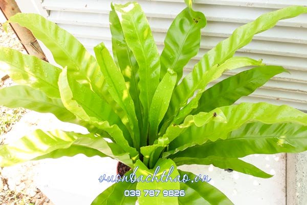 Cây Ráng Ổ Phụng 3
