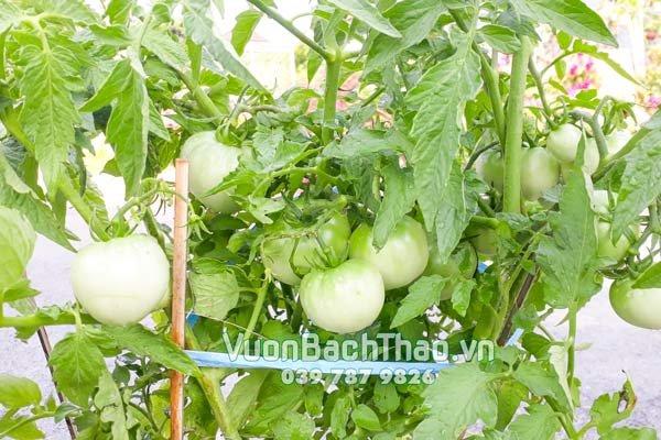 Cây Cà Chua Giống 3