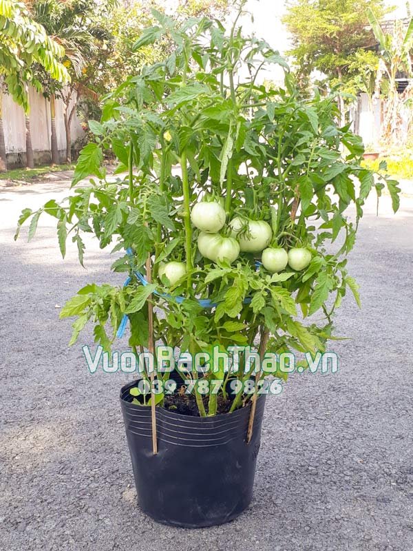 Cây Cà Chua Giống 2