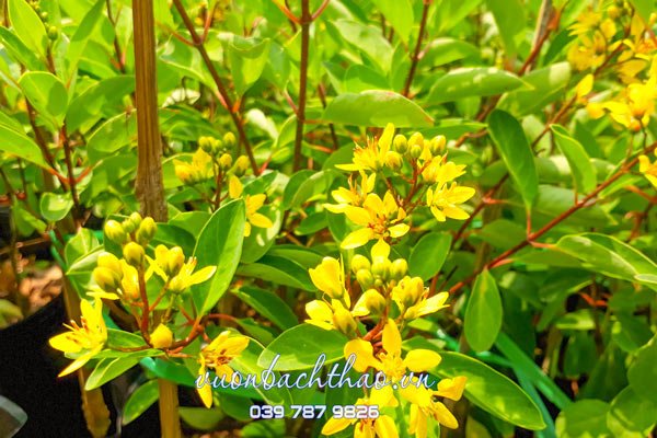 Cây Kim Đồng Vàng (Cây Mai Nhật) 2