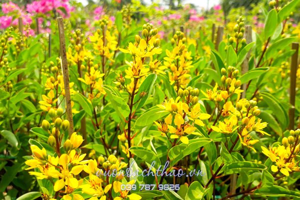 Cây Kim Đồng Vàng (Cây Mai Nhật) 3