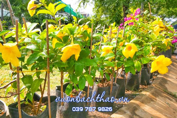 Cây Huỳnh Anh Lá Lớn 2
