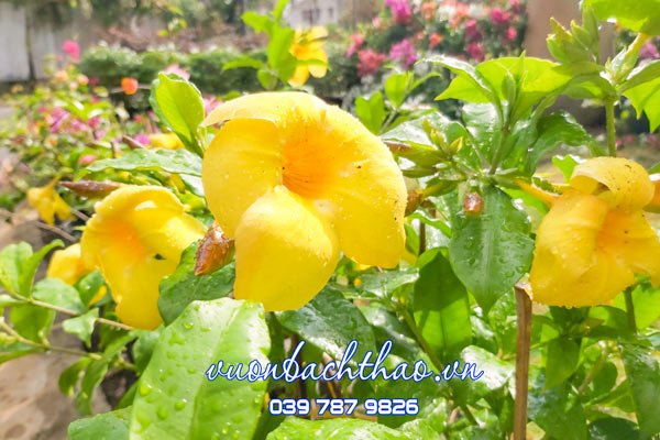 Cây Huỳnh Anh Lá Lớn 3