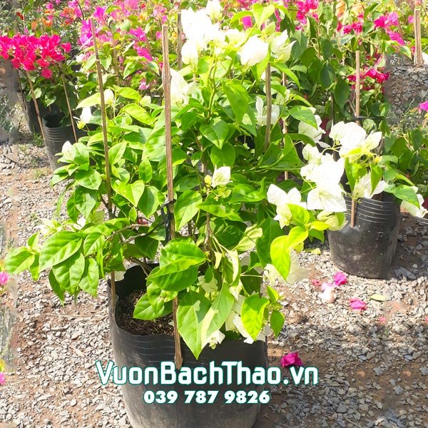 Cây Hoa Bông Giấy 2