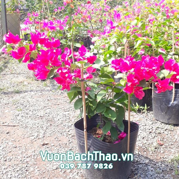 Cây Hoa Bông Giấy 3