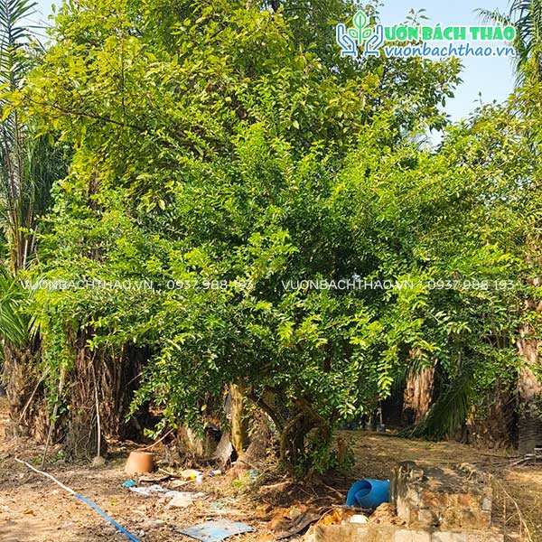 Cây Sơ Ri Trồng Công Trình 2