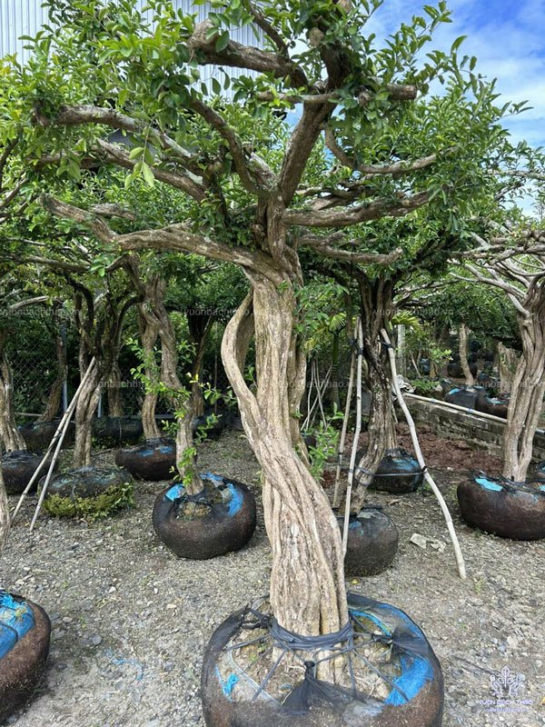 Cây Sơ Ri Trồng Công Trình 3