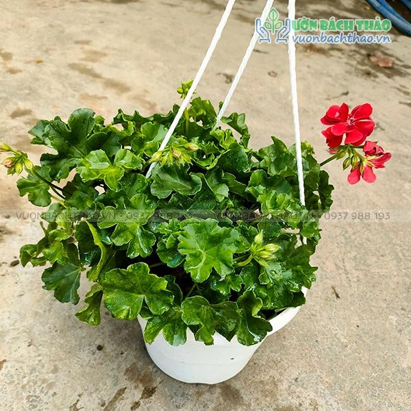 Cây Phong Lữ Thảo Chậu Treo