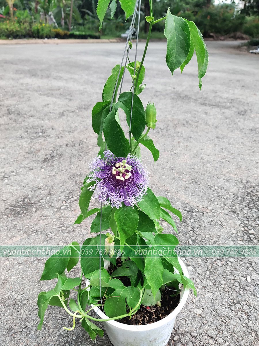Hoa Lạc Tiên Chậu Treo (Cây Chùm Bao) 3