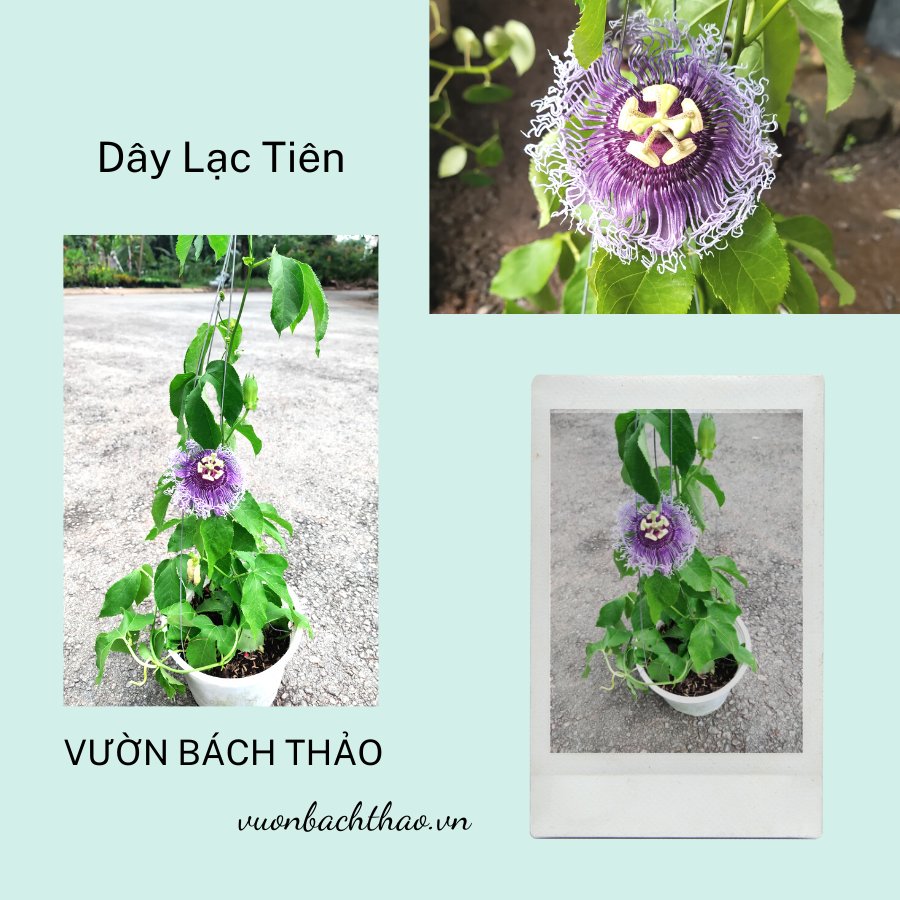 Hoa Lạc Tiên Chậu Treo (Cây Chùm Bao) 2