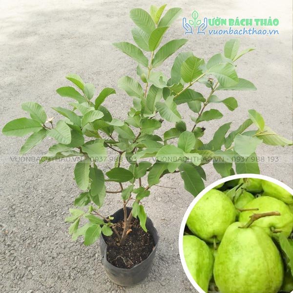 Cây Ổi Lê Đài Loan 2