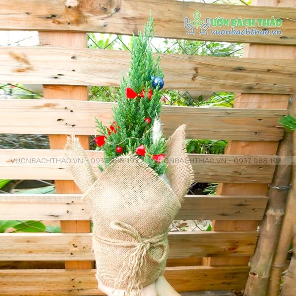 Cây Sơn Tùng Mini Trang Trí Noel 3