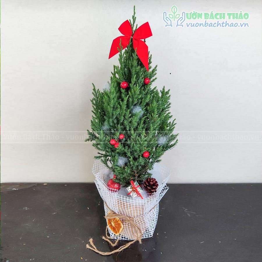 Cây Sơn Tùng Mini Trang Trí Noel 2