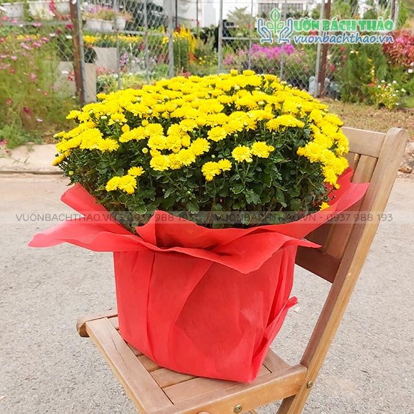 Hoa Cúc Mâm Xôi Trang Trí Tết 3