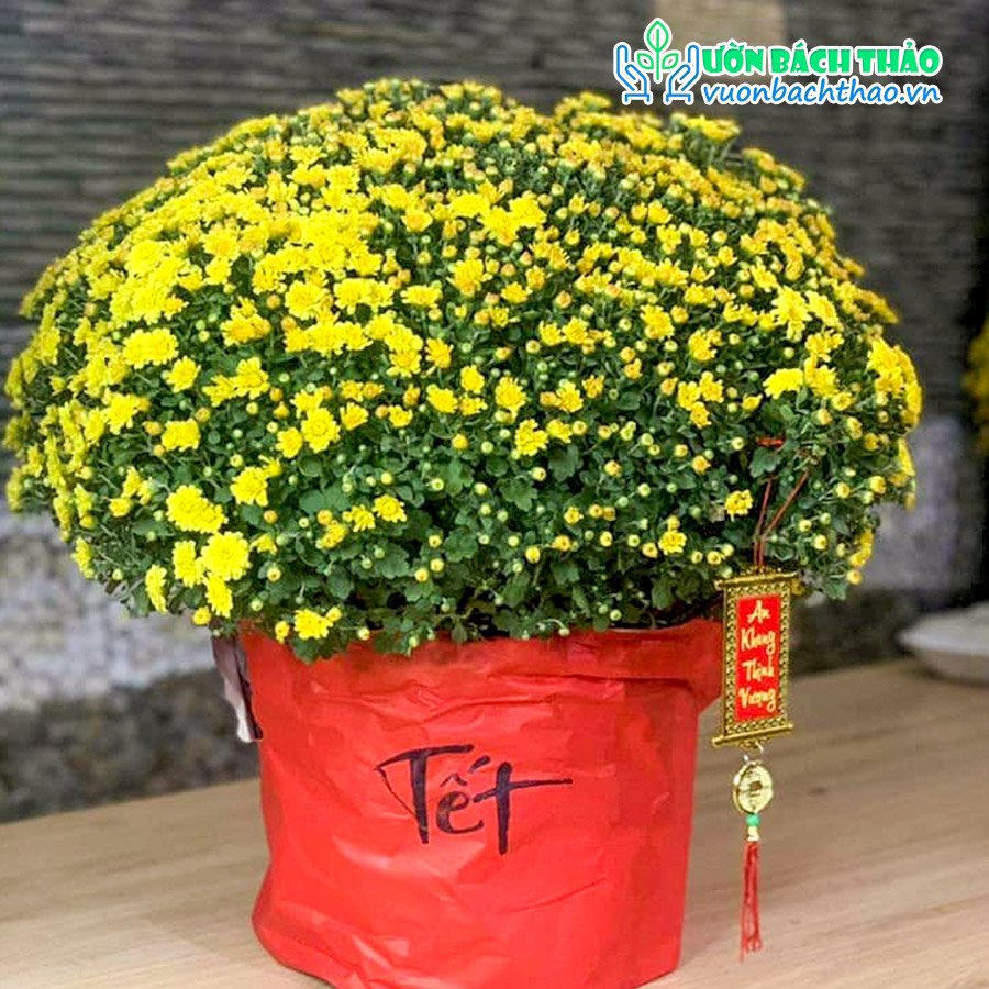 Hoa Cúc Mâm Xôi Trang Trí Tết 2