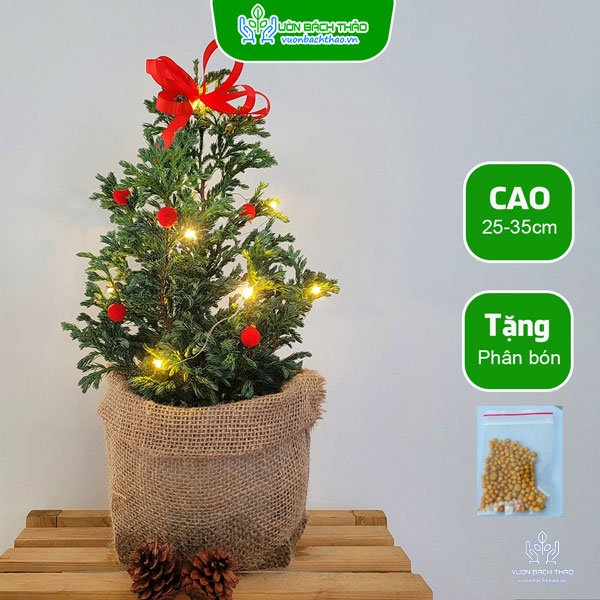 Cây Tuyết Tùng Trang Trí Giáng Sinh
