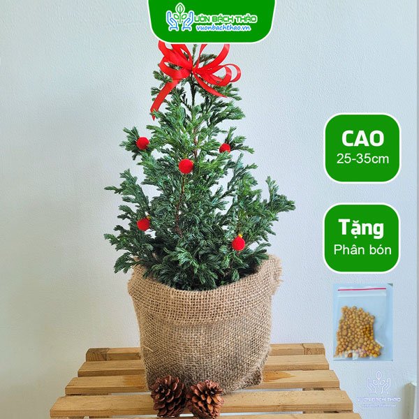 Cây Tuyết Tùng Trang Trí Giáng Sinh 2