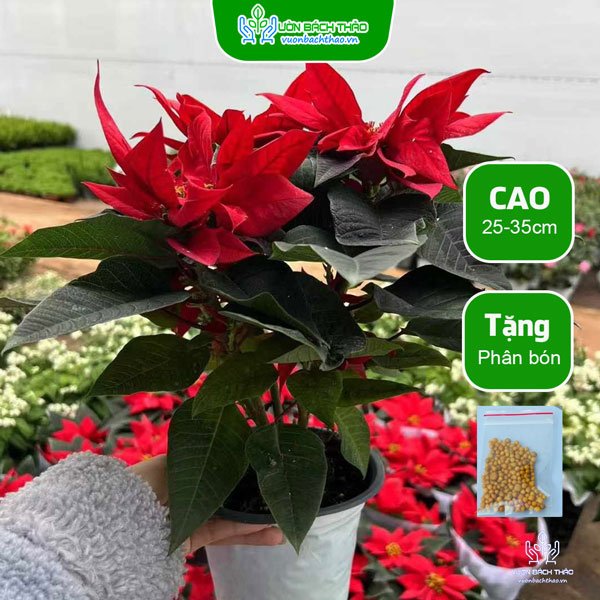 Cây Hoa Trạng Nguyên 2