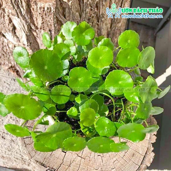 Cây Cỏ Đồng Tiền (Rau Má Kiểng) 3