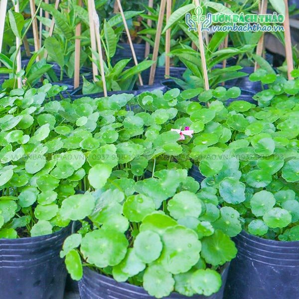 Cây Cỏ Đồng Tiền (Rau Má Kiểng) 2